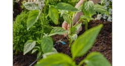 Gardena Inline Drip Head 2 L/h -Landscaping 13317 20 3