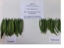 Natrakelp 5-6-19 -Landscaping beans paint 23967.1665707568