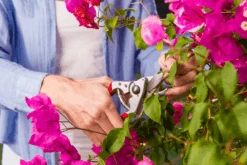 Felco 14 Secateurs -Landscaping felco 14 2 42744.1683527873