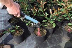 Handheld Topdressing Fertiliser Dispenser (Short) -Landscaping fertilEasy13 26819.1656574251