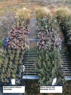 Natrakelp 18-3-10 -Landscaping native 18 3 10 97906.1662942632