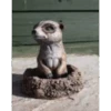 Border Stoneware Baby Meerkat